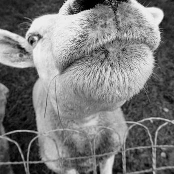 Photographie intitulée "Le mouton curieux." par Janie B., Œuvre d'art originale