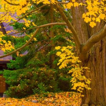 Photographie intitulée "AUTUMN GLORY" par Janos Gardonyi, Œuvre d'art originale