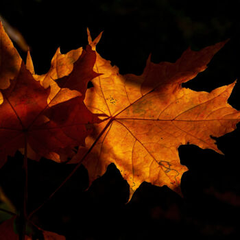Photographie intitulée "Lanterns of Autumn 2" par Jarek Rufer, Œuvre d'art originale, Photographie numérique