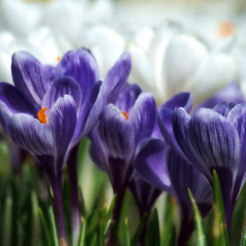 Fotografía titulada "défilé de crocus" por Jarek Witkowski, Obra de arte original