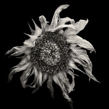 Fotografía titulada "sunflower" por Jaromir Hron, Obra de arte original