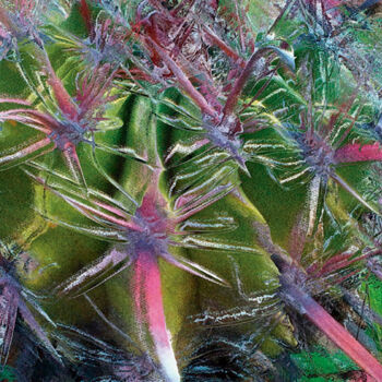 Digital Arts titled "Cactus/XL large ori…" by Javier Diaz, Original Artwork, Manipulated Photography