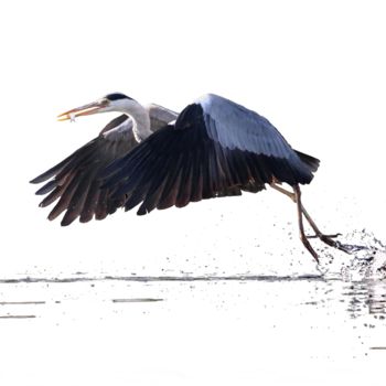 Photography titled "Heron2" by Jean Charles Ouvrard, Original Artwork, Digital Photography Mounted on Aluminium