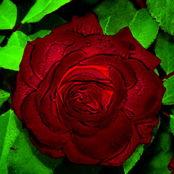 Photography titled "p1010943-rose-2b.jpg" by Jean-Paul Martin, Original Artwork