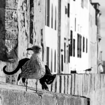 Photographie intitulée "Essaouira - The cat…" par Jean-Claude Chevrel, Œuvre d'art originale, Photographie non manipulée