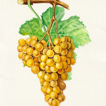 Painting titled "Raisin Terret blanc" by Jean-Luc Bernard, Original Artwork, Gouache