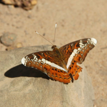 Photographie intitulée "PAPILLON" par Jeannette Allary, Œuvre d'art originale