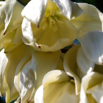 Photographie intitulée "YUCCA  ( Hampe flor…" par Jeannette Allary, Œuvre d'art originale