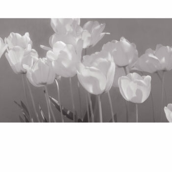 Fotografia zatytułowany „Tulipes du jardin” autorstwa Jeanpaul Zak, Oryginalna praca, Fotografia filmowa