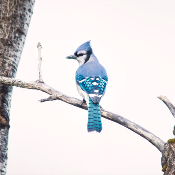 Photography titled "Geai bleu / Cyanoci…" by Joanne Lemay, Original Artwork, Digital Photography