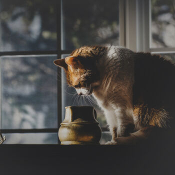 Fotografie mit dem Titel "Le chat fouineur." von Joanne Lemay, Original-Kunstwerk, Digitale Fotografie