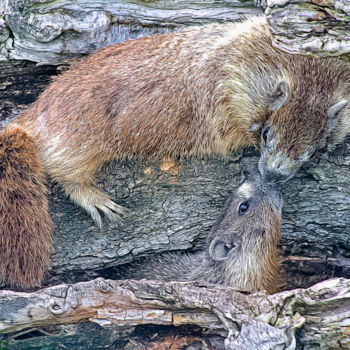 Fotografía titulada "Marmots Greeting" por Joe Pate, Obra de arte original, Fotografía digital