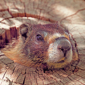 Photography titled "Curious Marmot" by Joe Pate, Original Artwork, Digital Photography