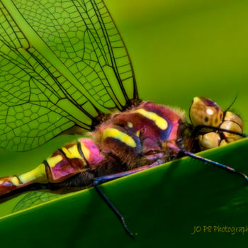 Fotografia intitulada "Rainbow Dragon Fly" por Joe Pate, Obras de arte originais, Fotografia digital