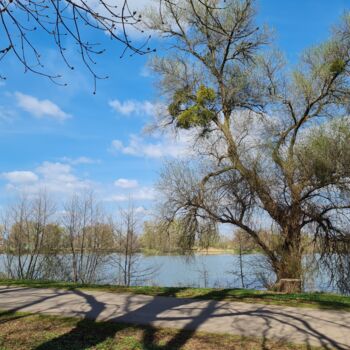 Фотография под названием "Arbres au bord d'un…" - John Mailly, Подлинное произведение искусства, Цифровая фотография