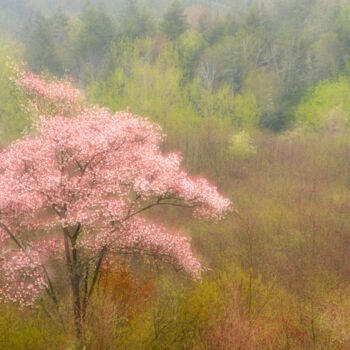 Fotografía titulada "Andre's Tree" por John Pingree, Obra de arte original, Fotografía digital