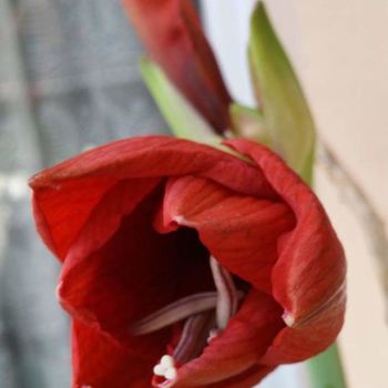 Photographie intitulée "La fleur rouge" par Jomara Hamzo, Œuvre d'art originale, Photographie numérique