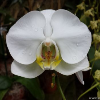 "Orchid photograph b…" başlıklı Fotoğraf Jorge Gallardo tarafından, Orijinal sanat