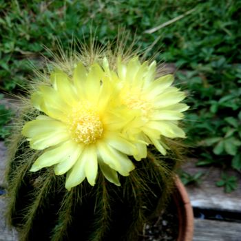 Photographie intitulée "Fleur de cactus ..." par Bleu Soleil-Joper, Œuvre d'art originale, Photographie numérique