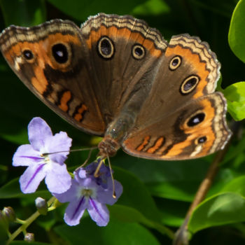 Fotografie mit dem Titel "papillon 2" von Jose Americo Jsilvares, Original-Kunstwerk, Digitale Fotografie