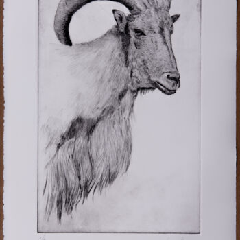 Printmaking titled "Cabeza de cabra II" by Juan Álvarez Cebrián, Original Artwork, Engraving