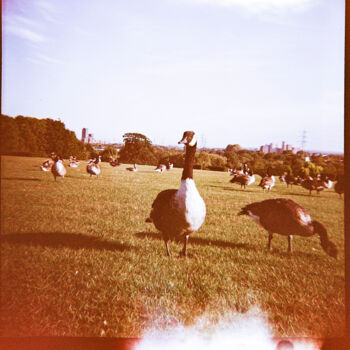 Photography titled "Duck at Springfield…" by Juliana Vasquez, Original Artwork, Analog photography