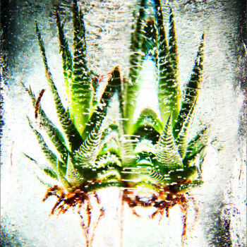 Photography titled "Kaktus 1" by Jürgen Haffa (creator), Original Artwork, Digital Photography Mounted on Aluminium