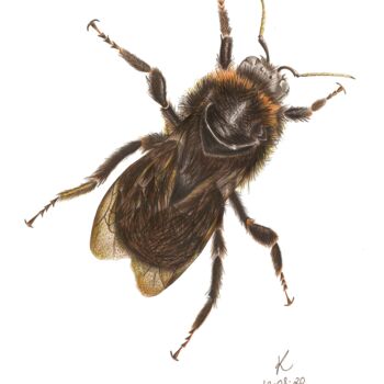 Drawing titled "The Bee" by Kalli Horn, Original Artwork, Pencil