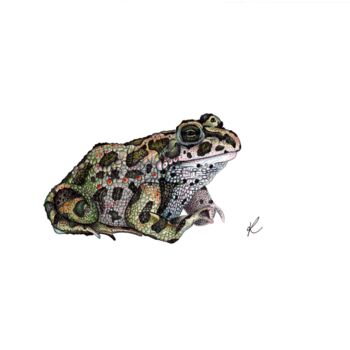 Drawing titled "The Frog" by Kalli Horn, Original Artwork, Pencil