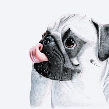 Drawing titled "The Pug" by Kalli Horn, Original Artwork, Pencil