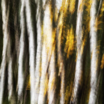 Fotografia intitolato "Birches (studio 2)" da Karim Carella, Opera d'arte originale, Fotografia digitale