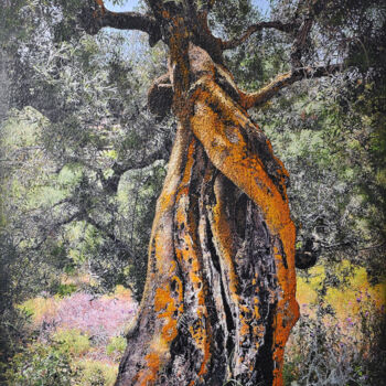 Peinture intitulée "Kerion olive tree,…" par Karin Vermeer, Œuvre d'art originale, Huile Monté sur Aluminium
