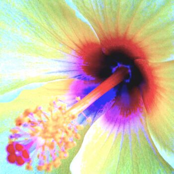 Fotografie mit dem Titel "Hibiscus 5a" von Ken Lerner, Original-Kunstwerk, Digitale Fotografie