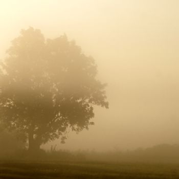 Fotografia intitolato "fog tree" da Klaus Vartzbed, Opera d'arte originale
