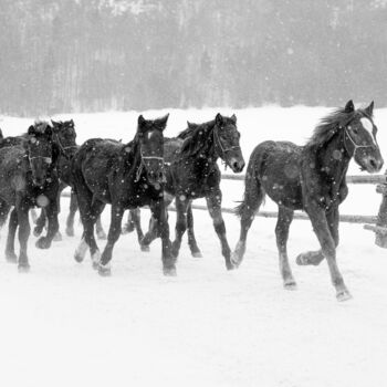 Photographie intitulée "Winter gallop No.2" par Marek Kopnicky, Œuvre d'art originale, Photographie numérique