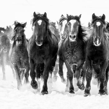 Fotografía titulada "Winter gallop No.3" por Marek Kopnicky, Obra de arte original, Fotografía digital