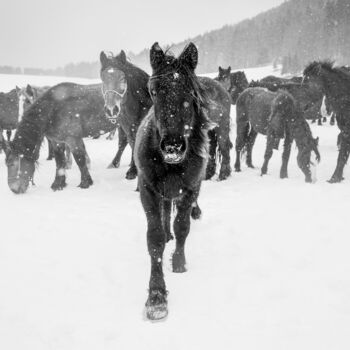 Fotografía titulada "Leader of the herd" por Marek Kopnicky, Obra de arte original, Fotografía digital