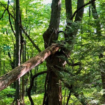 "Leaning" başlıklı Fotoğraf Kristen Olotka tarafından, Orijinal sanat, Dijital Fotoğrafçılık