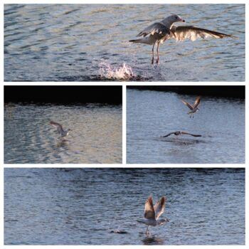 Фотография под названием "Bird Landing on Pro…" - Kristen Olotka, Подлинное произведение искусства, Цифровая фотография