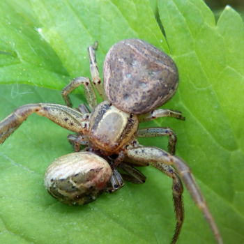 Φωτογραφία με τίτλο "Poison spider" από Kristian Serbak, Αυθεντικά έργα τέχνης, Ψηφιακή φωτογραφία