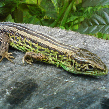 Φωτογραφία με τίτλο "Mountain Lizard" από Kristian Serbak, Αυθεντικά έργα τέχνης, Ψηφιακή φωτογραφία