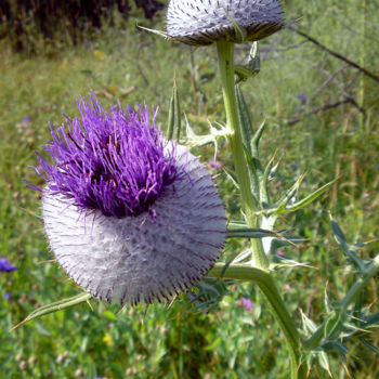 Photography titled "Artichoka Cactus" by Kristian Serbak, Original Artwork, Digital Photography