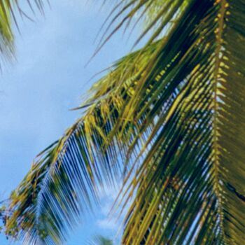 摄影 标题为“Palms” 由L.Kissner, 原创艺术品, 数码摄影