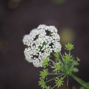 Photography titled "Fleur blanche" by Laetitia Servant, Original Artwork, Digital Photography