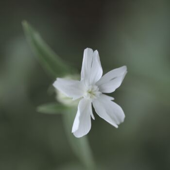 제목이 "White flower"인 사진 Laetitia Servant로, 원작, 디지털