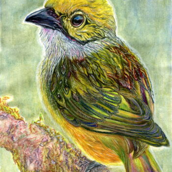 Drawing titled "bird Tangara arthus" by Larisa Berzina, Original Artwork, Pencil