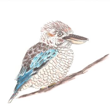 Drawing titled "Kookaburra" by Laura Renaudin, Original Artwork, Pencil