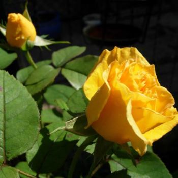 Fotografía titulada "rose jaune" por Laure, Obra de arte original