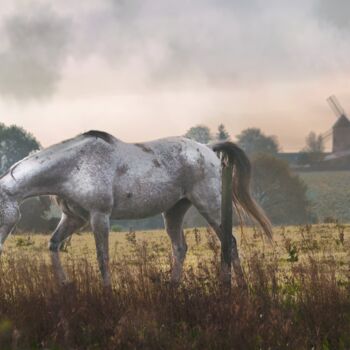 Photographie intitulée "cheval" par Laurence Masson, Œuvre d'art originale, Photographie numérique
