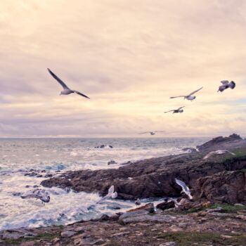 Fotografia intitulada "Goélands 2" por Laurence Masson, Obras de arte originais, Fotografia digital